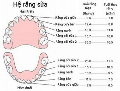 Cấu tạo răng của trẻ như thế nào? Cách chăm sóc răng đúng cách 1